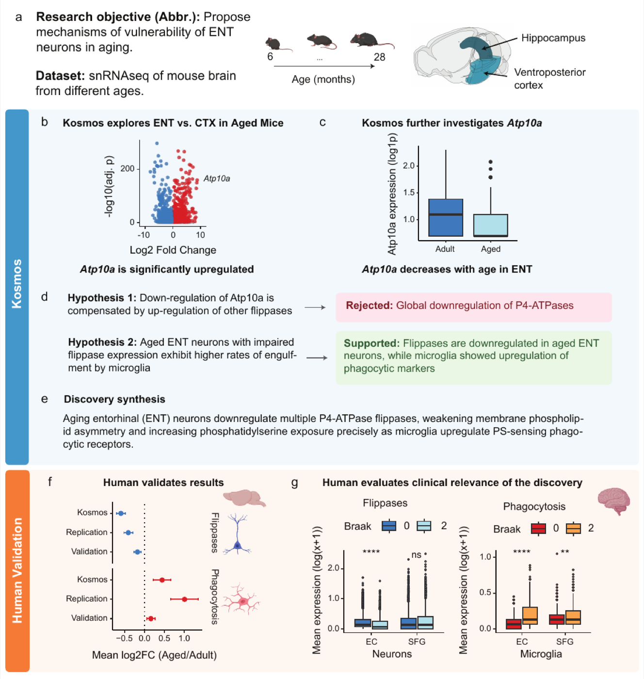 Discovery 7(唯一被认定"人类没发现过"的新机制):从小鼠脑老化 snRNAseq 出发,Kosmos 发现 Atp10a 随年龄在内嗅皮层下调,假设检验循环(d)排除了其他 flippase 代偿的可能,提出 flippase 集体下调→膜磷脂酰丝氨酸外翻→小胶质细胞吞噬的"eat-me"机制;人类随后在独立数据集和 AD Braak 0 vs 2 期人脑数据中验证(f/g)。看这张图可以理解 Kosmos 迭代假设探索的真实工作方式。